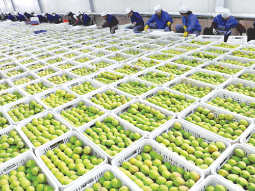 水果倉(cāng)庫(kù)